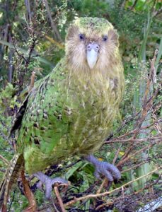 Kakapoo