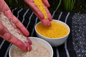 !1280px-Golden_Rice