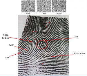 fingerprinting copy